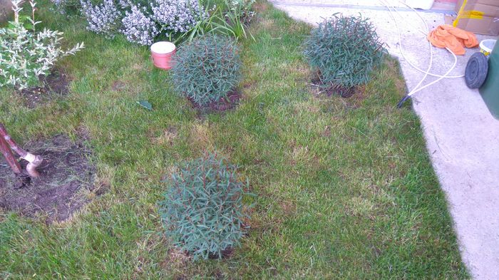Salix gracilis - Arbori -arbusti ornamentali de exterior si liane
