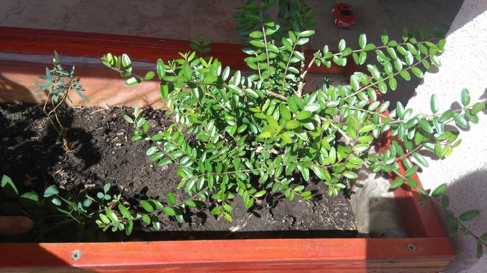 Lonicera pilleata - Arbori -arbusti ornamentali de exterior si liane