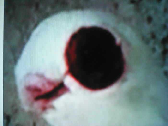 IMG_20160531_134809 - SELECTIV