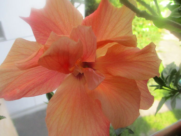 IMG_3255 - Florile mele in mai 2016