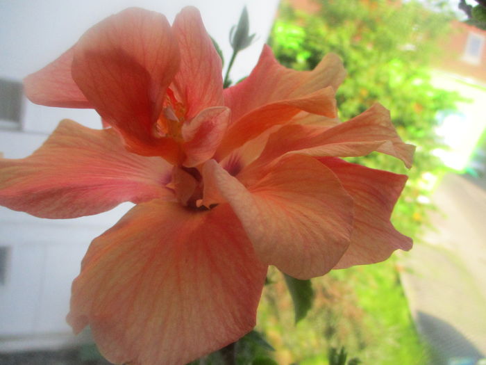 IMG_3253 - Florile mele in mai 2016