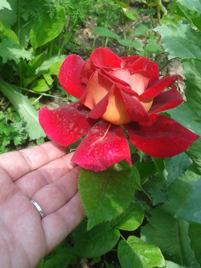 20160528_135247
