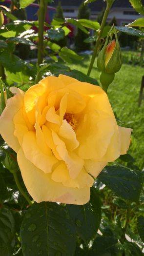 WP_20160531_07_57_33_Pro