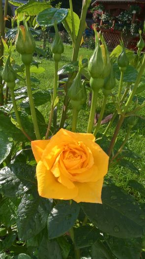 WP_20160531_07_57_41_Pro