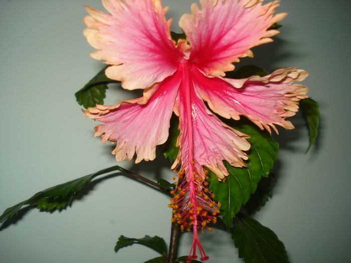 DSC05503 - Hibiscus Hawaian Salmon