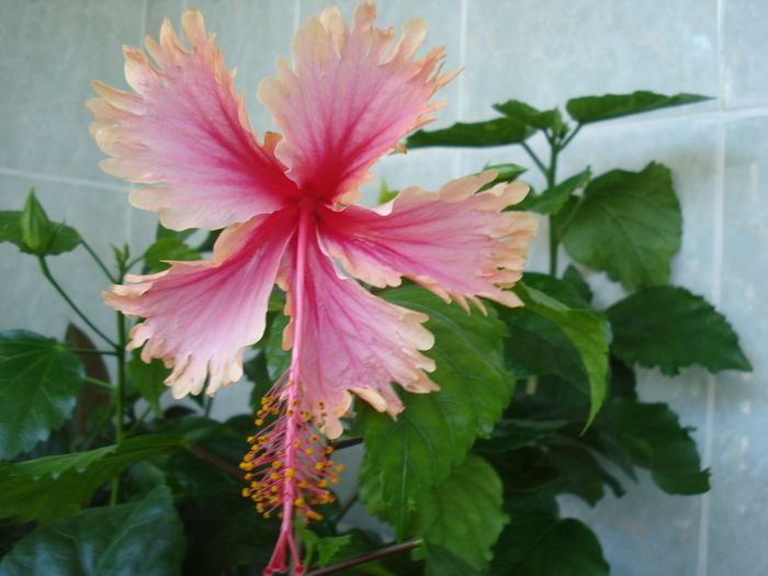 DSC05504 - Hibiscus Hawaian Salmon