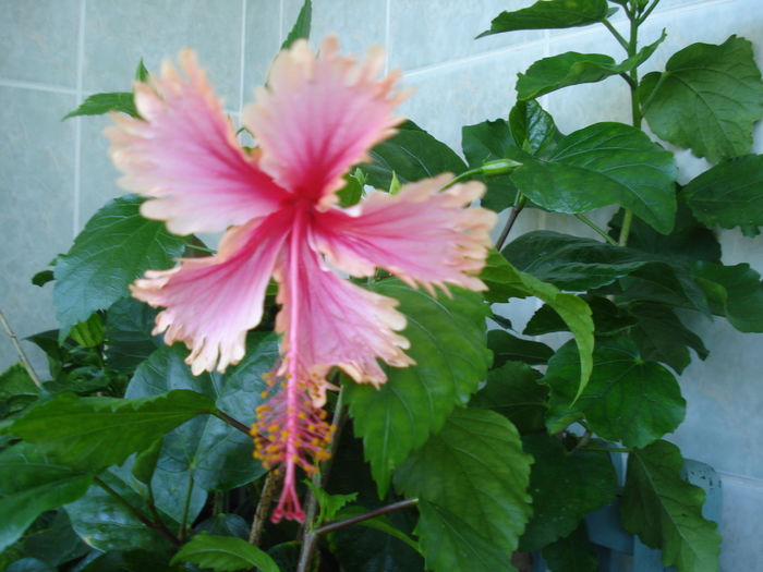 DSC05506 - Hibiscus Hawaian Salmon