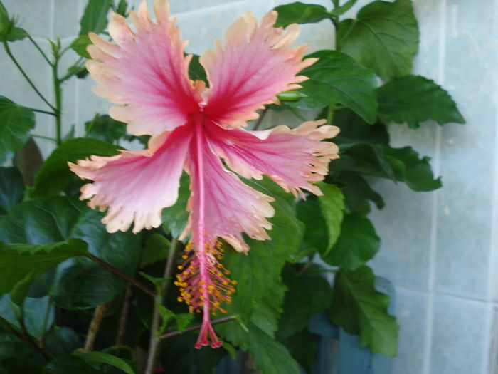 DSC05508 - Hibiscus Hawaian Salmon