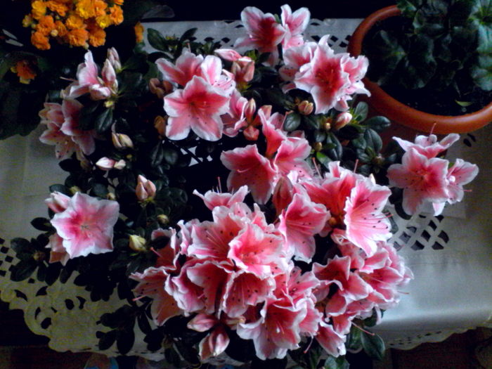IMG_20160531_152911 - Mica mea gradina cu flori