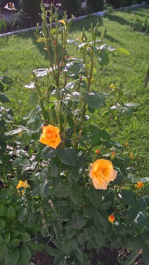 WP_20160531_07_57_24_Pro