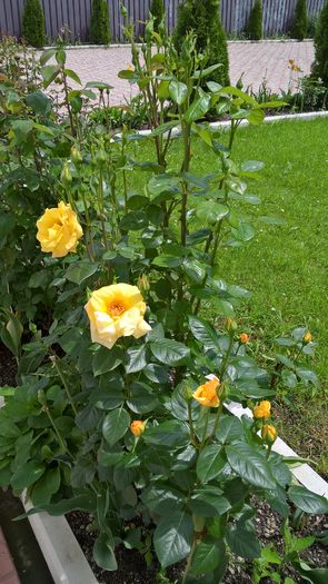 WP_20160531_12_35_37_Pro