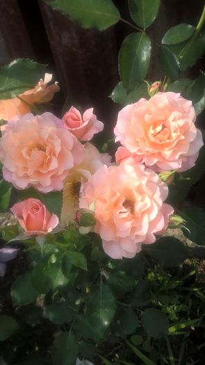 Bordure Apricot