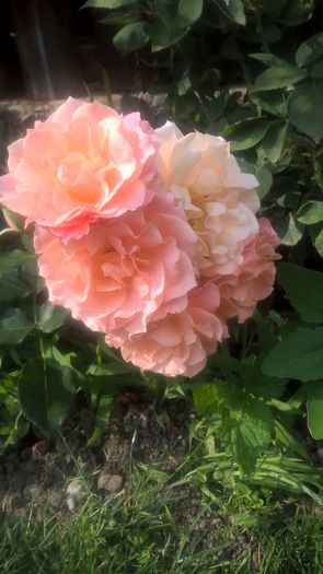 Bordure Apricot