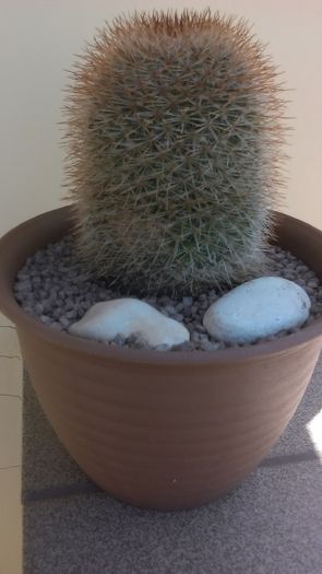 Mammillaria spinosissima - Cactusi 2016