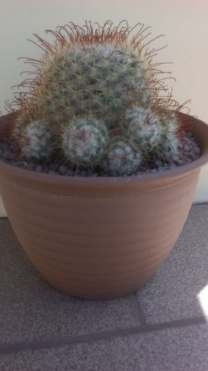 Mammillaria bombycina - Cactusi 2016