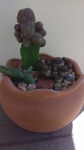 Sulcorebutia rauschii & Aylostera heliosa, altoite - Cactusi 2016