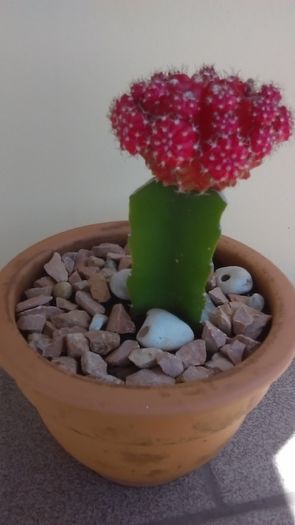 Gymnocalycium mihanovichii, altoit