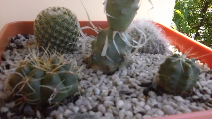 Grup de 5 cactusi; Gymnocalycium baldianum 
Echinocereus knipelianus v. kruegerii
Mamm. bocasana cv. roseiflora
Mamm. sp.
Tephrocactus papyracanthus
