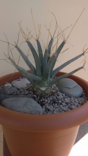 Leuchtenbergia principis