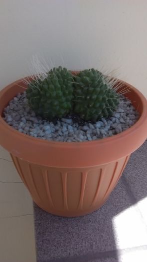 Mammillaria spinosissima cv. 'Un Pico' - Cactusi 2016