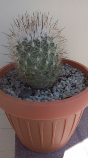 Turbinicarpus beguinii ssp. hintoniorum - Cactusi 2016