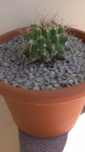Mammillaria compressa - Cactusi 2016