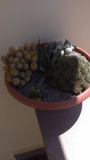 Grup de 4 cactusi; M. elongata
M. vetula ssp. gracilis
M. crinita ssp. painteri
Opuntia sp.
