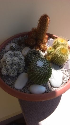 Grup de 6 cactusi - Cactusi 2016