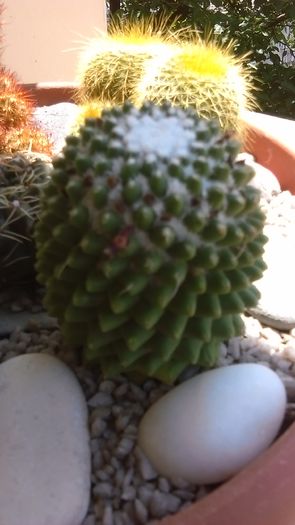 Mammillaria polythele cv. Stachellos - Cactusi 2016