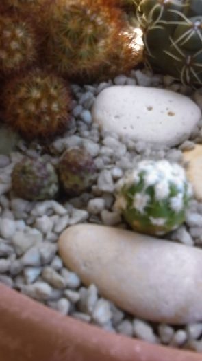 Echinopsis subdenudata - Cactusi 2016