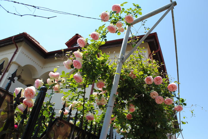 Eden Rose, in gradina vecinului..