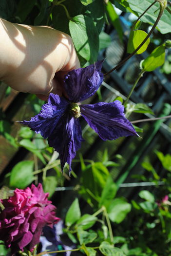 clematis Tie Dye
