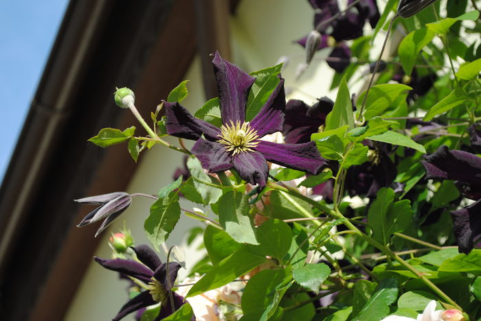 clematis Romantika - 2016 plantele mele II