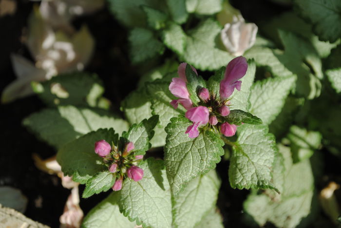 Lamium maculatum Beacon Silver