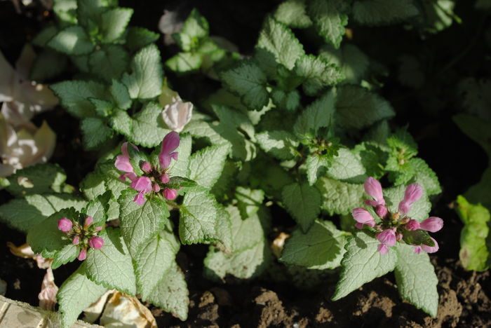Lamium maculatum Beacon Silver