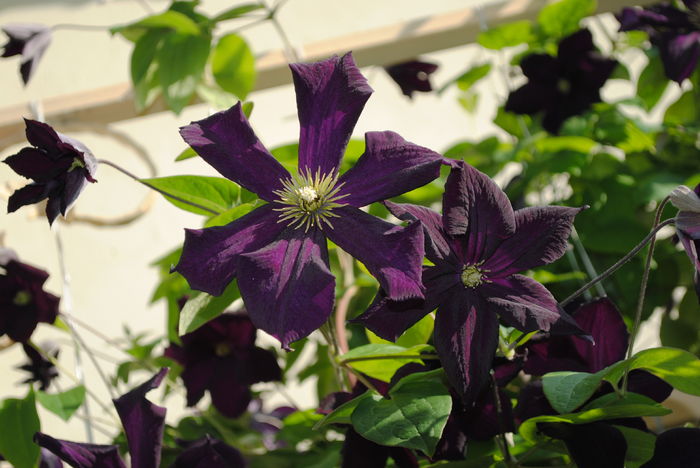 clematis Romantika - 2016 trandafiri II