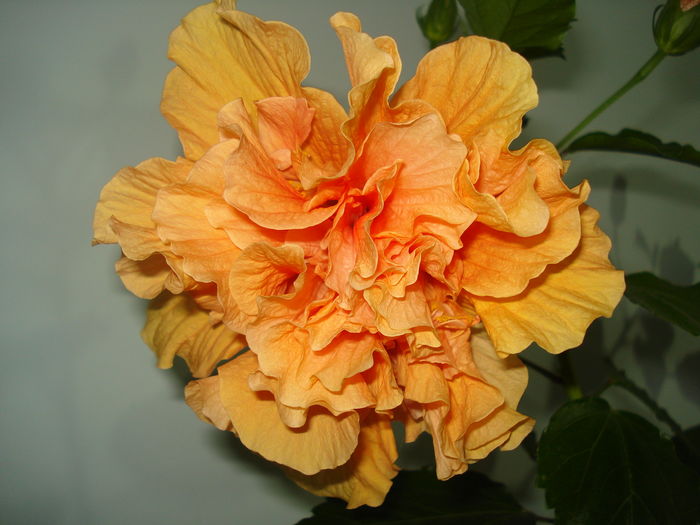 DSC08203