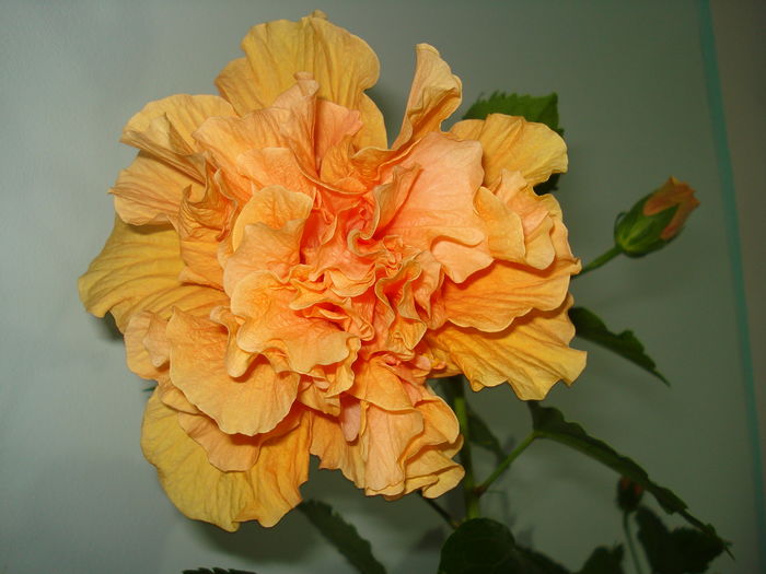 DSC08211