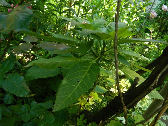 DSCN0372 - 2016 BRUGMANSII_CLEMATITE_HORTENSII