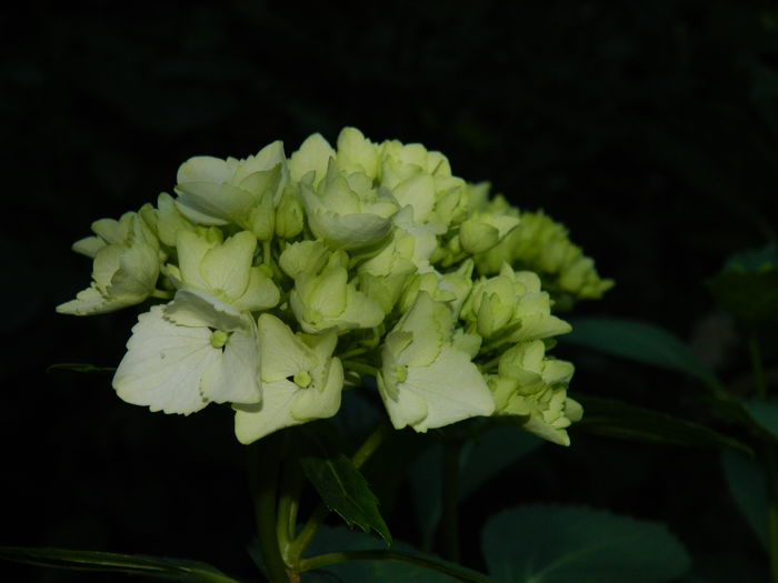 DSCN0443 - 2016 BRUGMANSII_CLEMATITE_HORTENSII