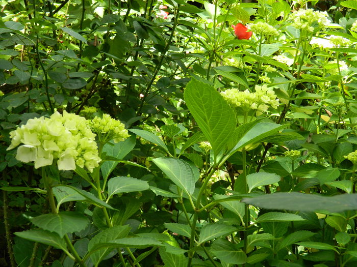 DSCN0508 - 2016 BRUGMANSII_CLEMATITE_HORTENSII