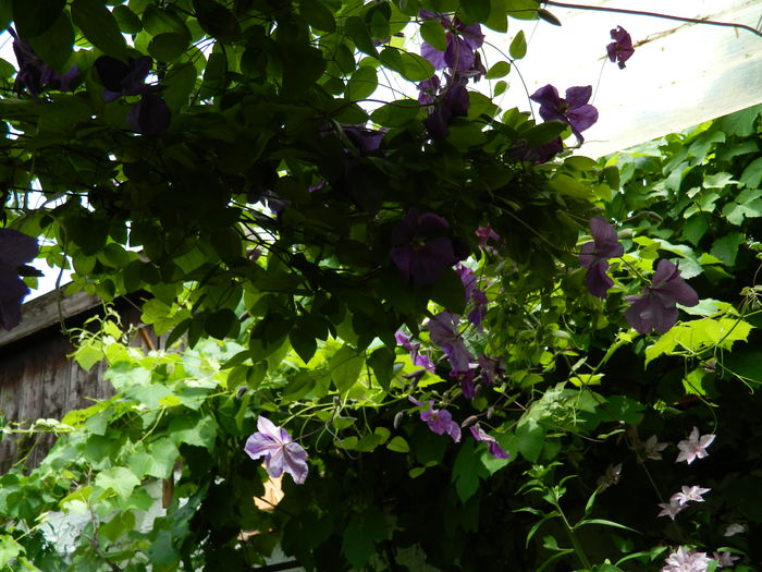 DSCN0517