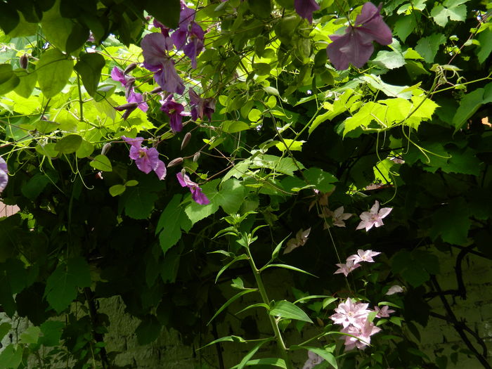 DSCN0518 - 2016 BRUGMANSII_CLEMATITE_HORTENSII