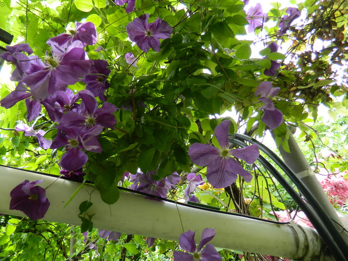 DSCN0551 - 2016 BRUGMANSII_CLEMATITE_HORTENSII