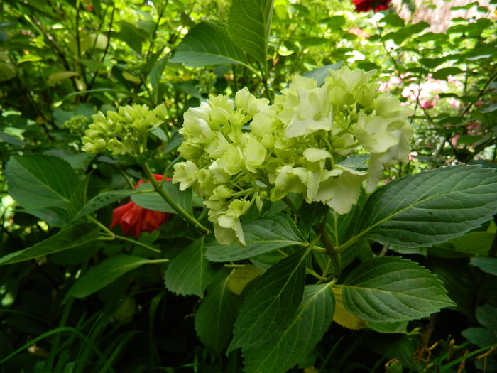DSCN0589 - 2016 BRUGMANSII_CLEMATITE_HORTENSII