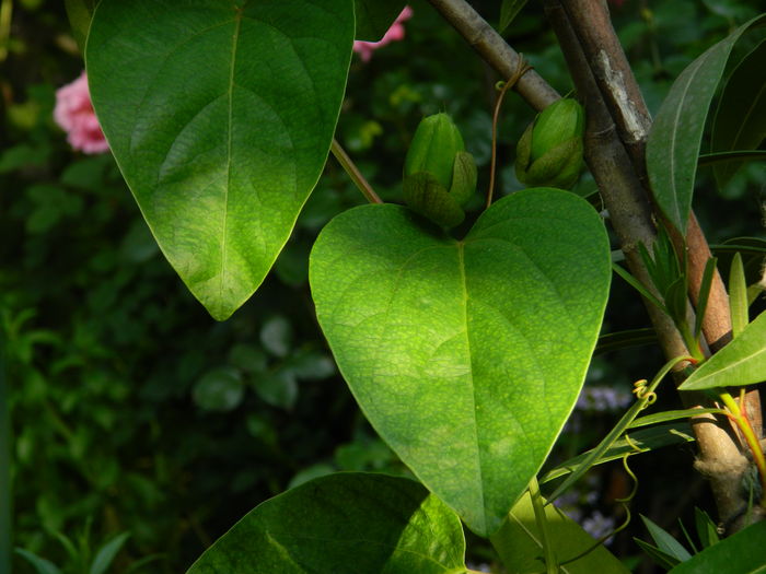 DSCN0689 passiflora - 2016 BRUGMANSII_CLEMATITE_HORTENSII