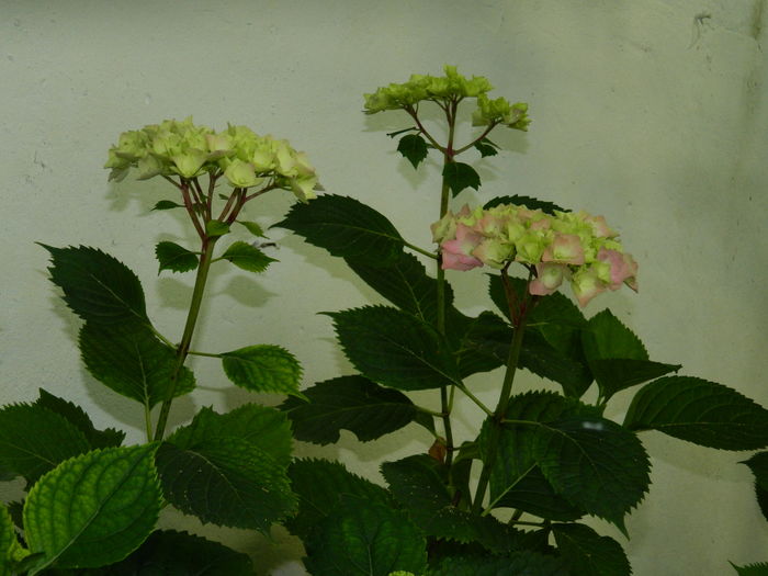 DSCN0706 - 2016 BRUGMANSII_CLEMATITE_HORTENSII