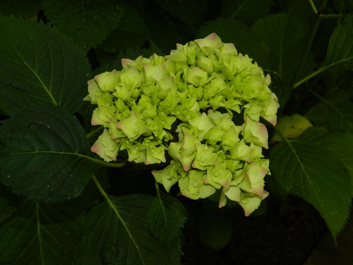 DSCN0707 - 2016 BRUGMANSII_CLEMATITE_HORTENSII