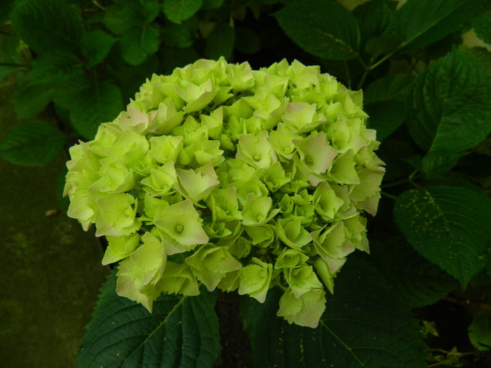 DSCN0710 - 2016 BRUGMANSII_CLEMATITE_HORTENSII