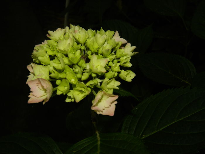DSCN0713 - 2016 BRUGMANSII_CLEMATITE_HORTENSII